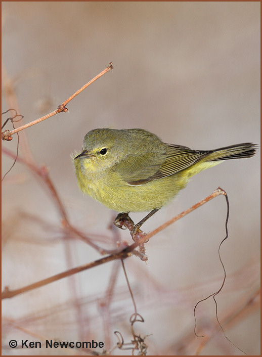Orange-crowned Warbler